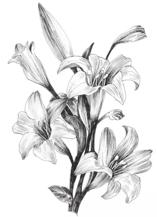 素描- 堆糖,美图壁纸兴趣社区