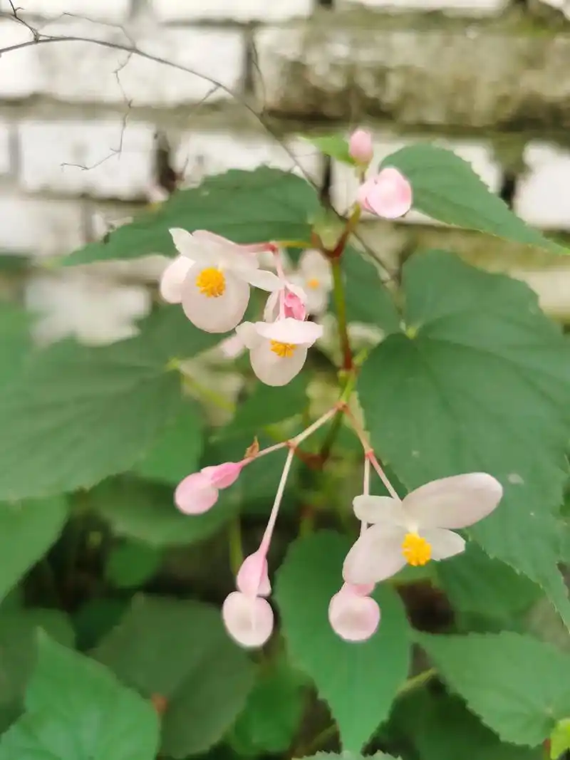 中华秋海棠,泰山野生品种.#小院时光 #植物 #中华秋海棠  - 抖音