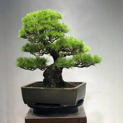 去店铺卓美园林名贵盆景卖家已经将该商品已下架或删除,去看看其他