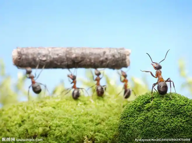 蚂蚁搬运图片