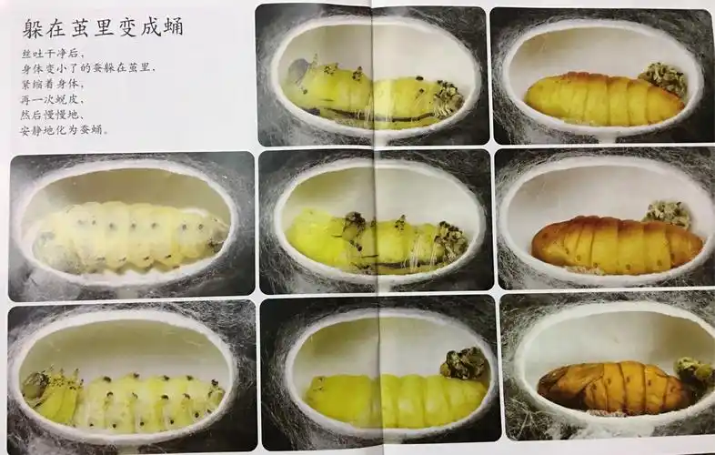 我是一条黑黑的毛毛虫 我是一个可爱的蚕茧 我还是一只了不起的蛾子