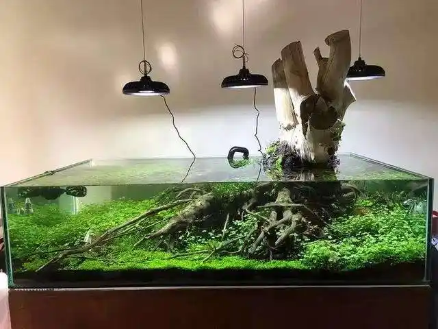 求树桩造景的图片