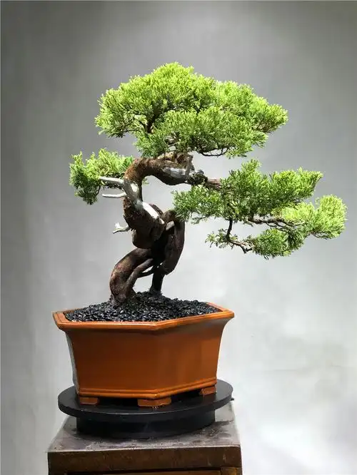 台湾济州真柏盆景室内小盆栽老桩庭院绿植物造景别墅酒店名贵装饰