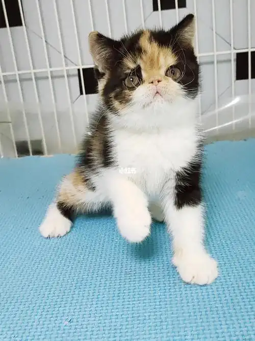 加菲三花妹妹_加菲_丽乔馨居攻略_波斯猫_加菲猫_宠物_猫_晒猫