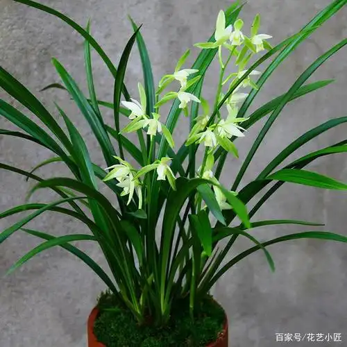 兰花是我国的传统名花,在花卉界的地位非常高,最早关于兰花的纪录是在