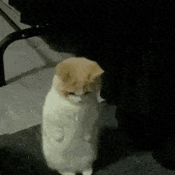 沙雕表情 | 猫子狗子动态沙雕表情包-04