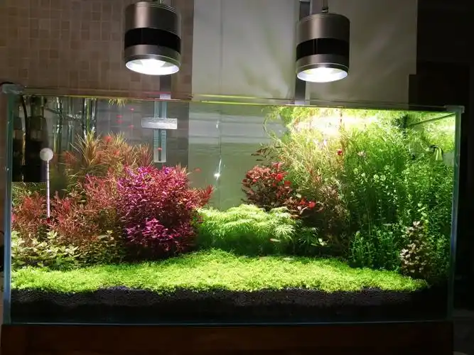 草缸2个月了,荷兰景真是费腰,布局简单.-水草圈-龙巅