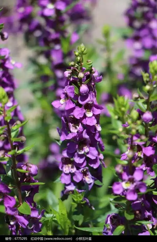 紫罗兰图片(紫罗兰图片花语)