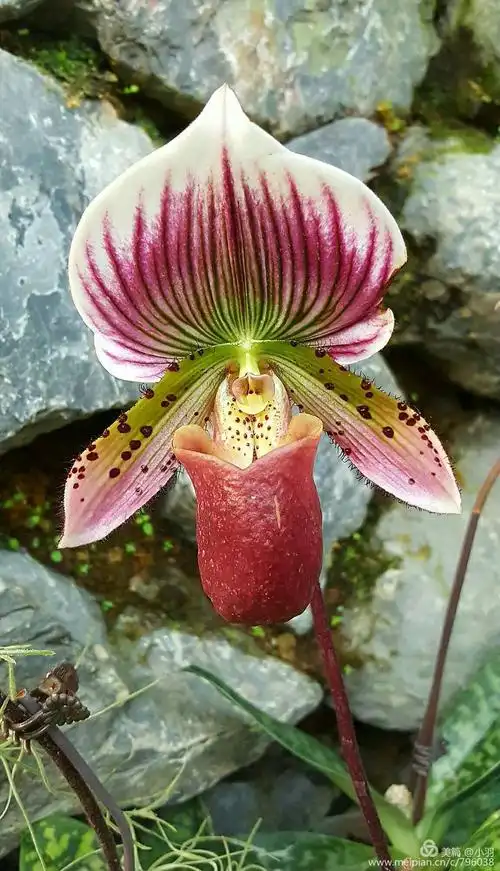 紫纹魔帝兜兰(香港兜兰)