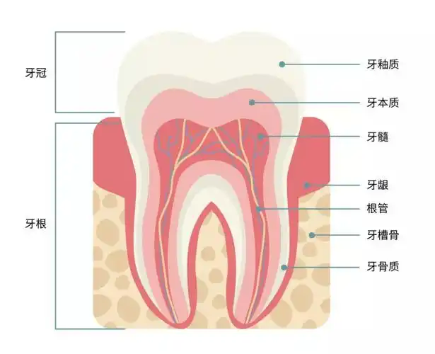 青苗x计划怎么吃才能不伤害牙齿