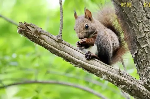 动物特写森林中的小精灵