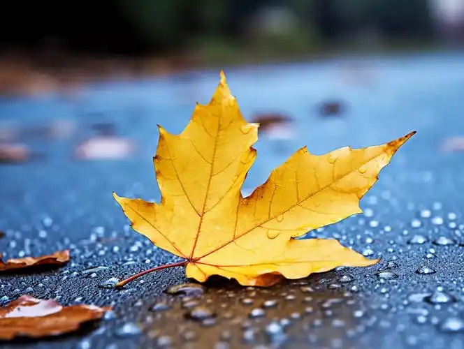 png树叶素材-png树叶图片-png树叶素材图片下载-第2页-觅知网