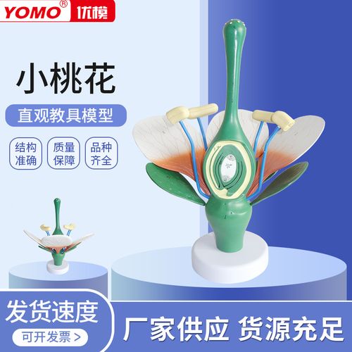 优模桃花双子叶花绿色花蕊植物构造放大结构解剖模型生物教学展示标本