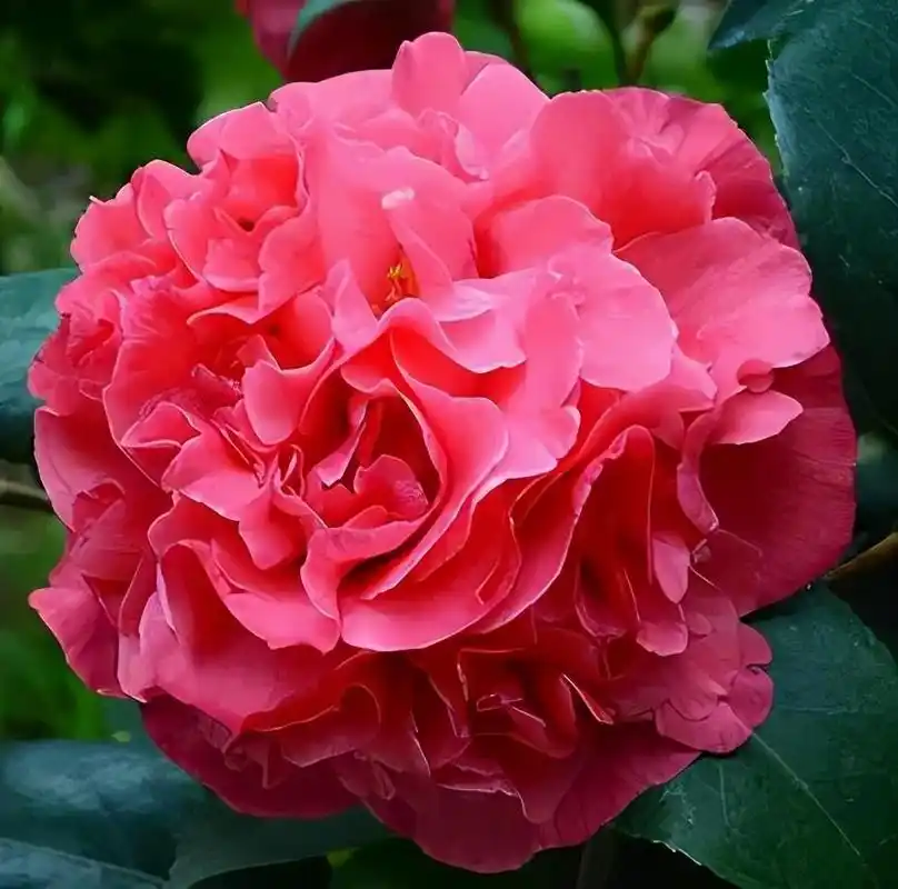 它被誉为"茶花之王",颜值高花期长,摆在家里就成"高级香水"