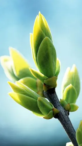 绿色护眼植物iphone7 plus壁纸1080x1920