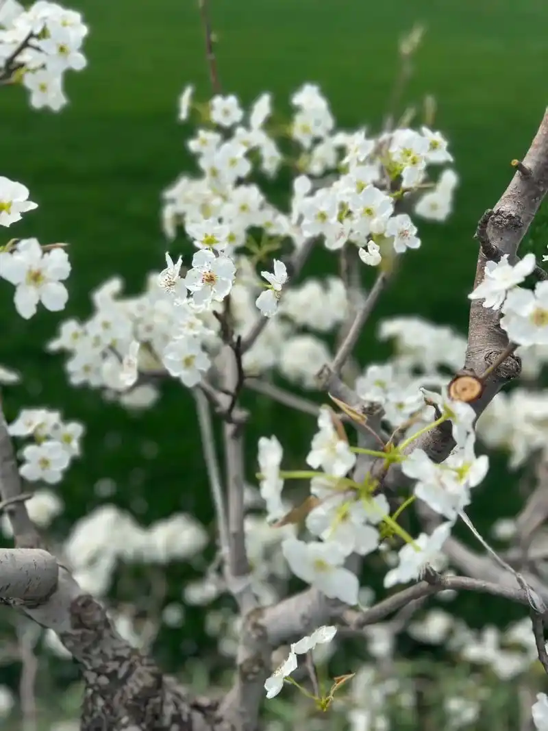 三月梨花开.#又到了赏花拍照的季节 梨花香不如一群可爱香#世 - 抖音