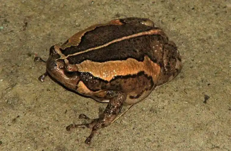 这种夏天雨后叫声很大的蛙,你们那叫什么名字?