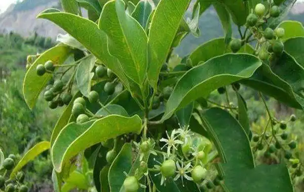 山竹树高产的种植要点