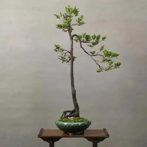 极品老树黑骨茶.#盆景