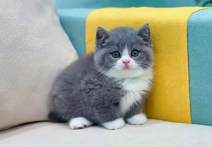 家养繁殖蓝猫 蓝白 渐层 美短