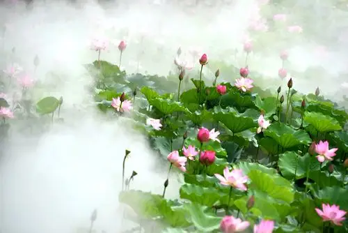 雾漫荷塘梦幻仙境凌波仙子出水芙蓉2020年5月27日拍摄