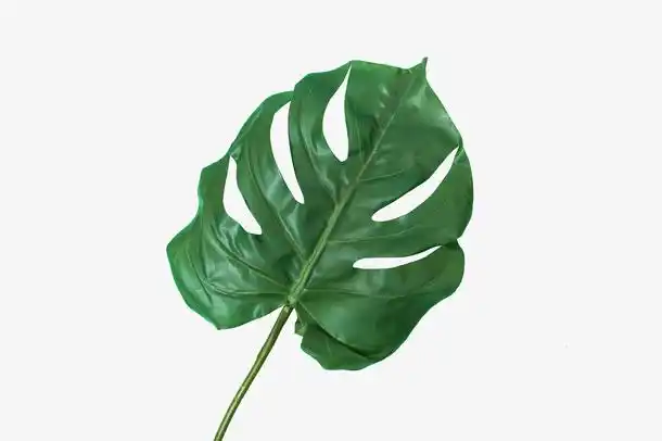 春天绿色大片叶子ins风格