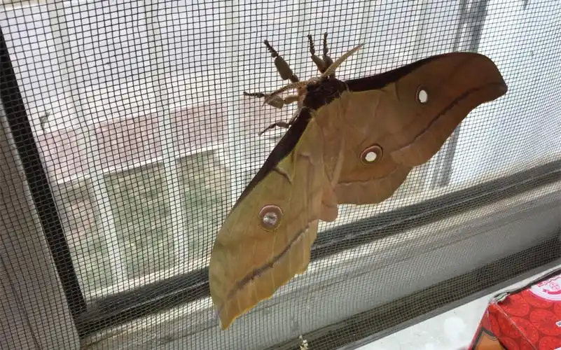 蚕蛹化蛾_哔哩哔哩 (゜-゜)つロ 干杯~-bilibili