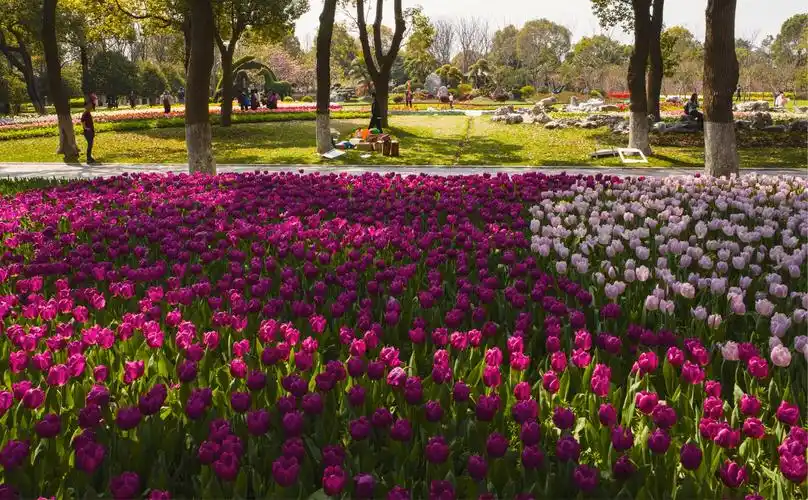 上海鲜花港郁金香花展开园