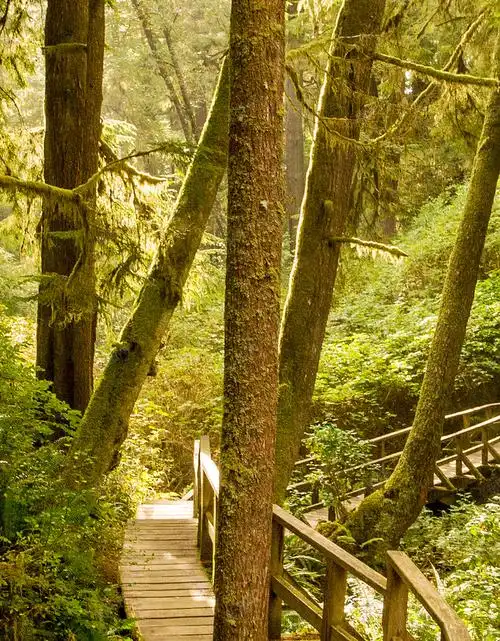 背景由新图网用户分享上传,推荐搜索h5,h5,原始,小路,摄影,树木,树林