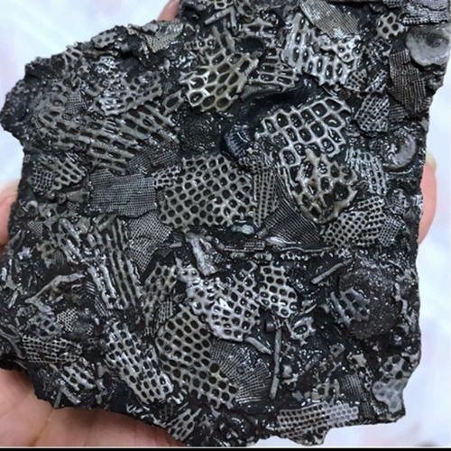 天然苔藓虫原石海百合腕足古生物化石地球礼物科普教学收藏伴手礼