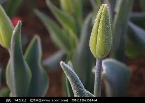 郁金香花骨朵朝露
