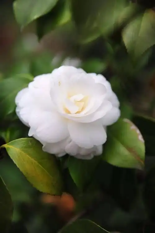 虎丘白茶花在寒风中盛放,美艳不可方物!