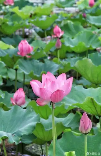 荷花盛开欲滴(盛开的荷花用诗句怎么说)