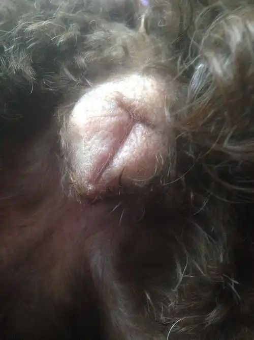 狗狗这样算发炎吗