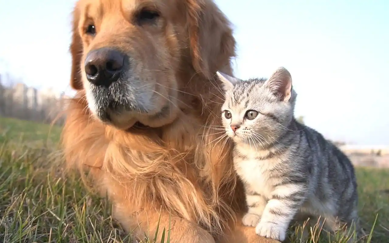 猫狗同框超治愈,吊睛白额虎,威武雄壮狮