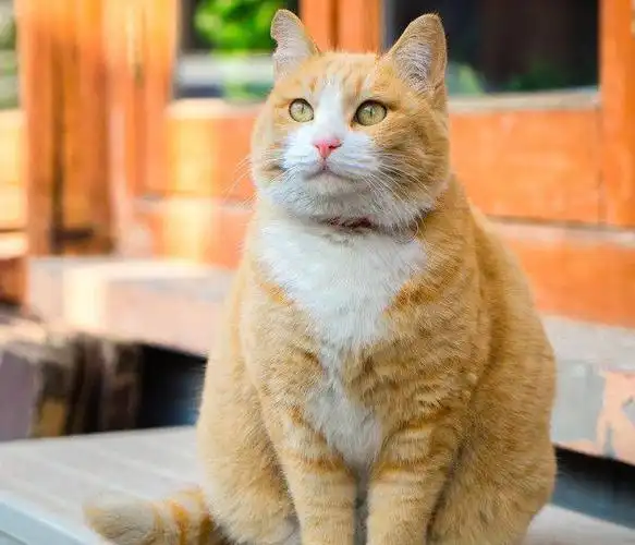 呆萌的橘猫究竟是如何走红的呢?难道只是因为它胖吗?