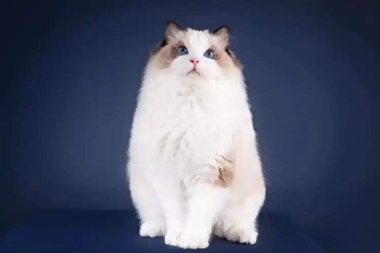 高赛级布偶出售