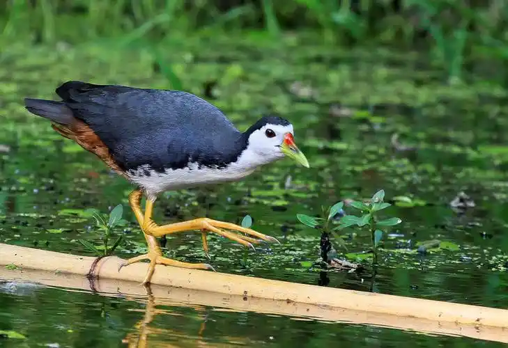 小白脸"走钢丝"