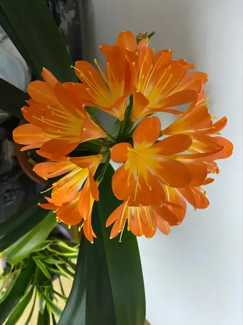 家里养的君子兰每年都会开放,今天进入了盛花期