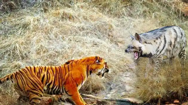 罕见老虎vs条纹鬣狗在老虎面前不堪一击直接吓尿拔腿就跑