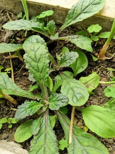 益母草活血调经,莲子草滋补肝肾|本草江湖第831期