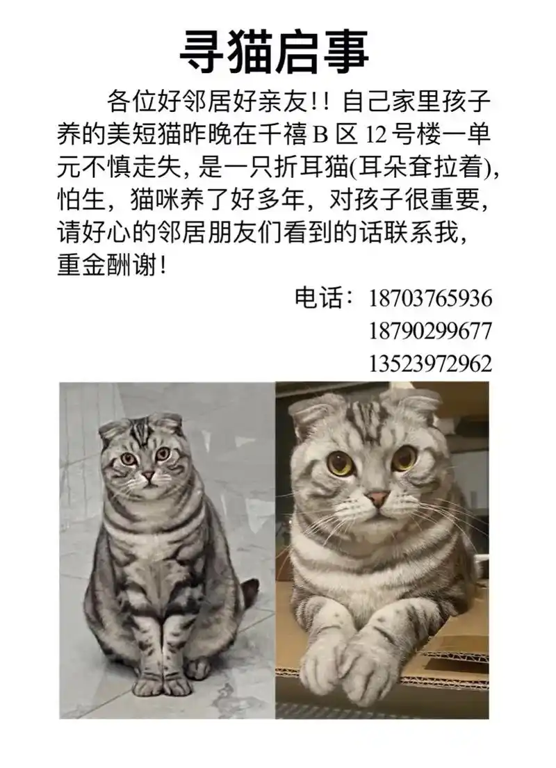 自己家里孩子养的美短猫昨晚不慎走失,是一只折耳猫 - 抖音