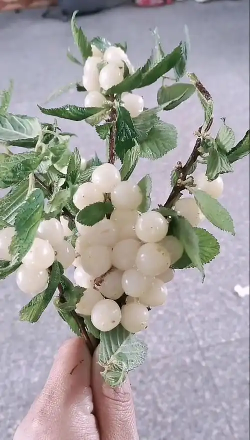 牛奶白珍珠樱桃