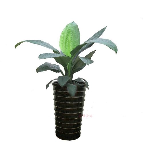绿巨人盆栽大叶一帆风顺植物室内吸除甲醛绿植四季常青y观叶易养