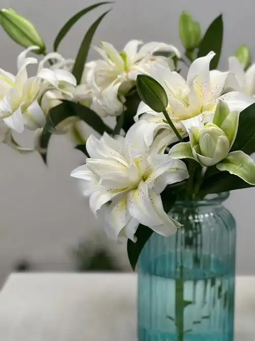 切一把香水百合当切花