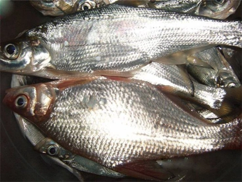 浙江鳊鱼批发市场,鳊鱼价格&行情