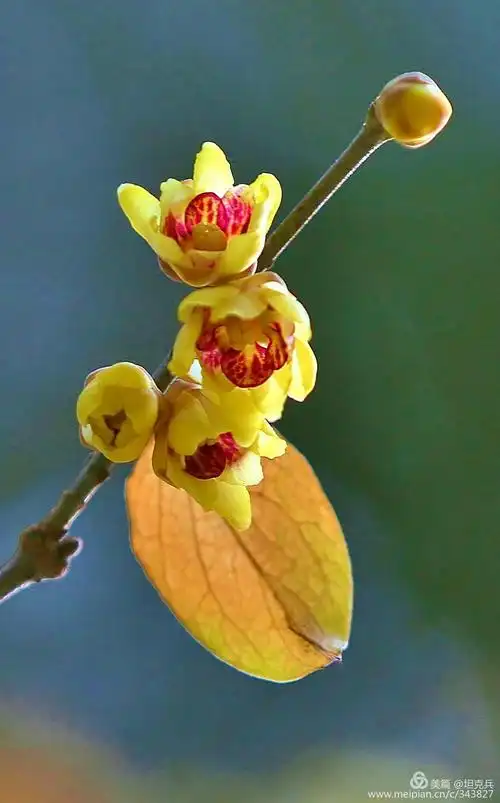 腊梅~冬天开的花