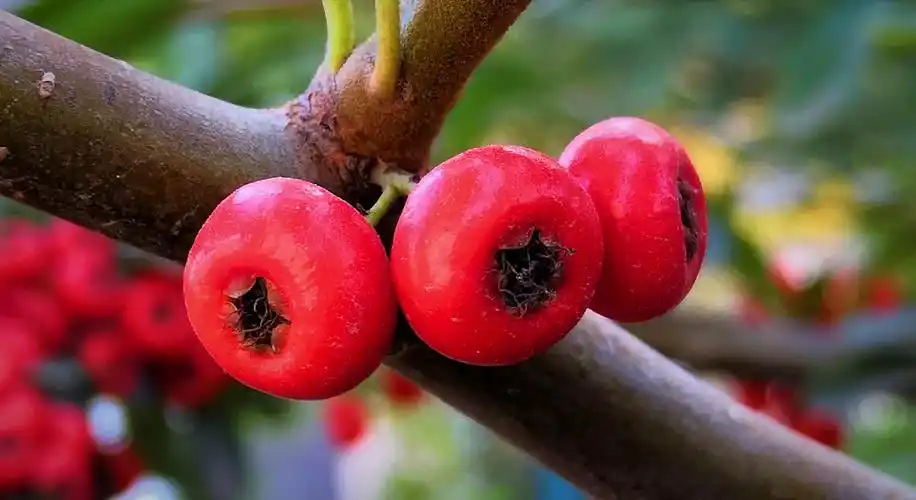 拍摄我所见,只为定格最美瞬间之红红火火火棘果