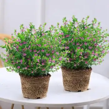 奇花异草满天星盆栽带花苞四季开花不断植物室内阳台庭院好养易活观花