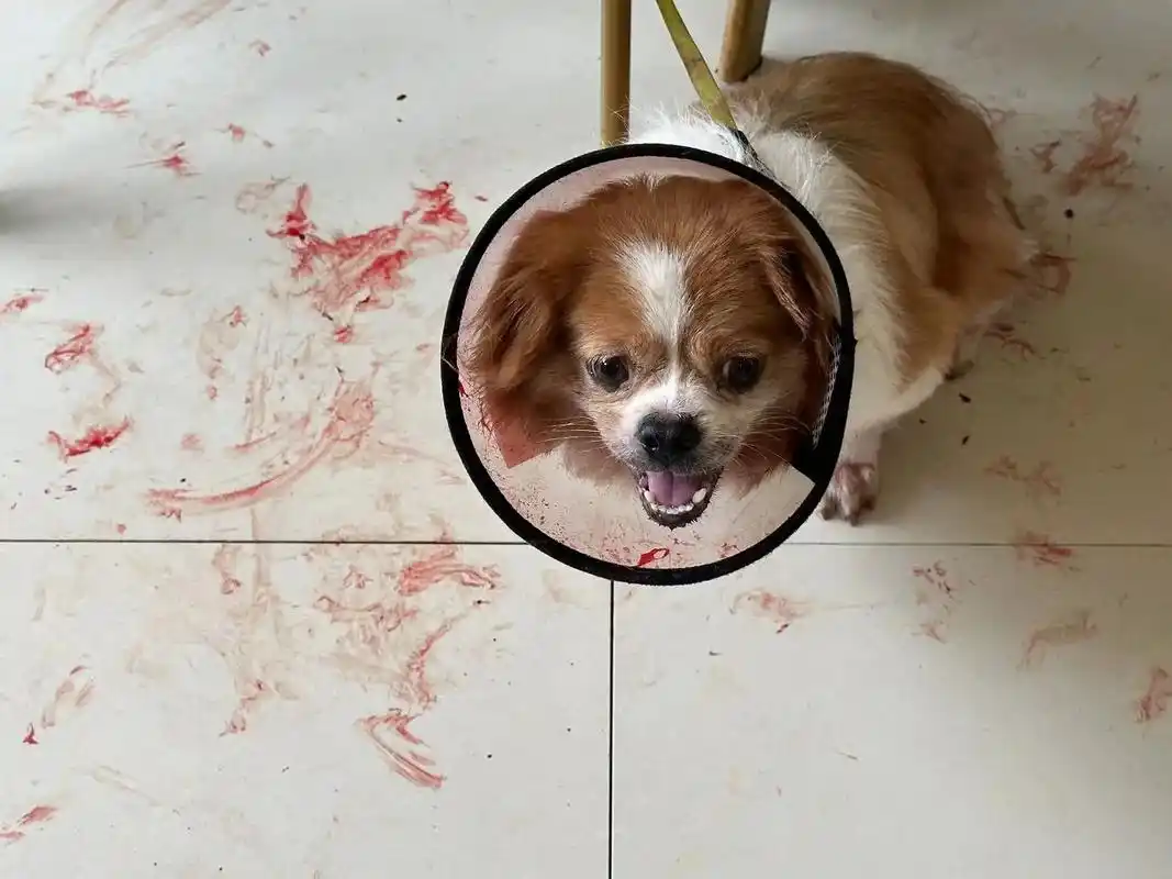 同城宠物 10岁的狗狗,尾巴咬烂了,一直滴血. - 抖音